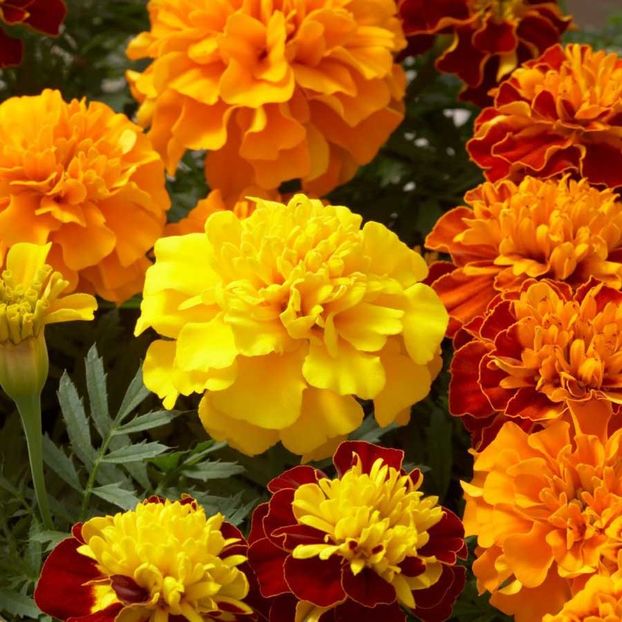 Marigold French Tagetes Patula - 10.5 lei - SEMINTE FLORI IANUARIE 2018