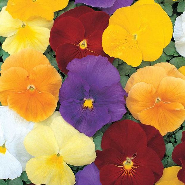 Pansy Clear Crystals Mixed - 10 lei - SEMINTE FLORI IANUARIE 2018