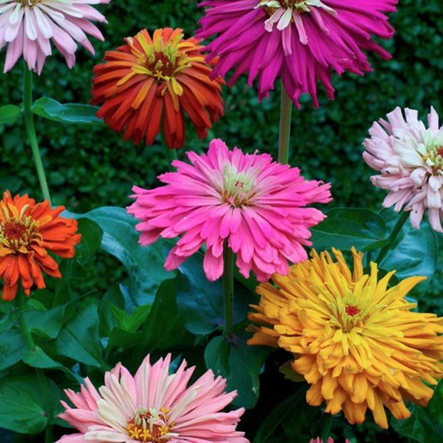 Zinnia Cactus Flowered Mixed - 12.1 lei - SEMINTE FLORI IANUARIE 2018