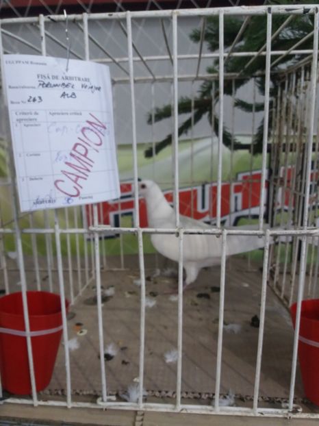 Expo Beius - REZULTATELE MELE IN EXPO