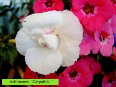  - Carpathia- Erika76