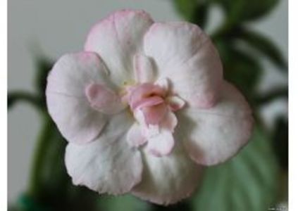 carpathia - Carpathia- Erika76