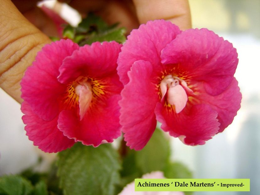  - Dale Martens improved- deea01