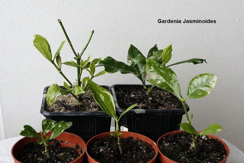 04.02.18 - 3 Gardenia- inradacinare