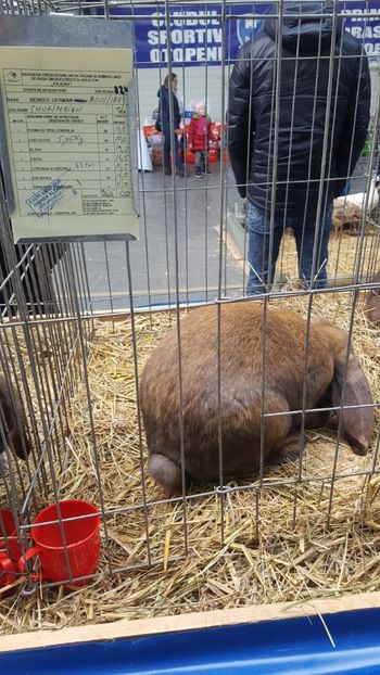  - Rezultatele Otopeni 2017-2018