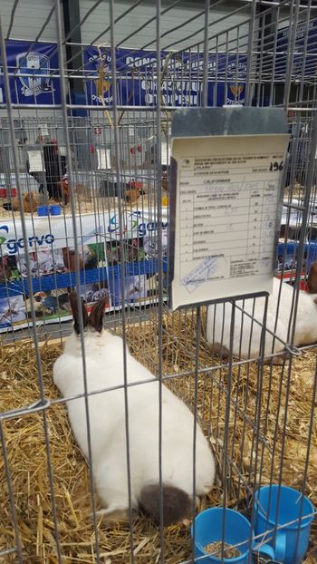  - Rezultatele Otopeni 2017-2018