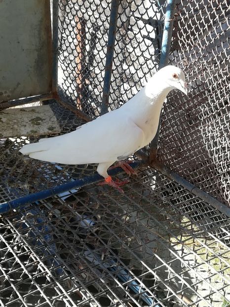 F 2016 wan der wegen + jos thone - MATCA femele