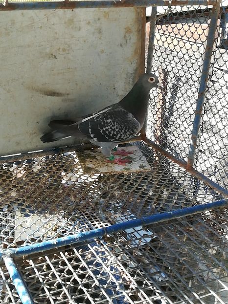 F 2011 buna reproducatoare vandut - porumbei de vanzare