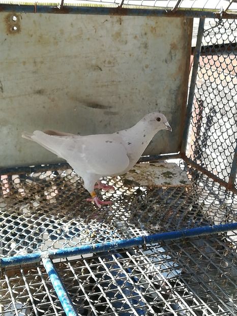 F 2009 hermes - MATCA femele