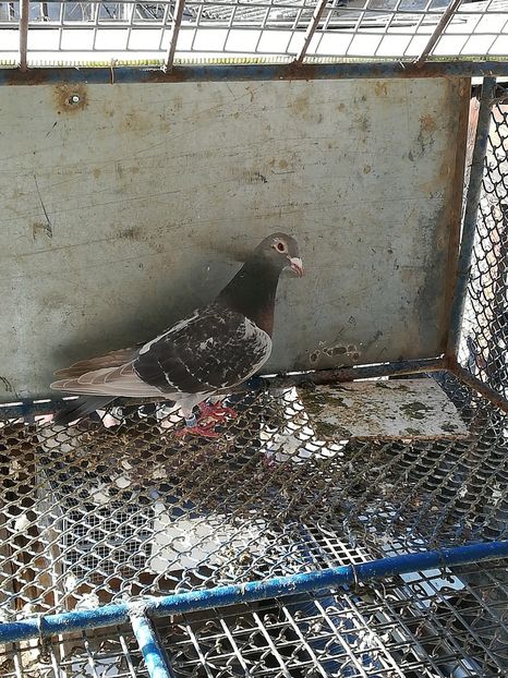 f 2016 arden+bricux+stichelbaut - MATCA femele