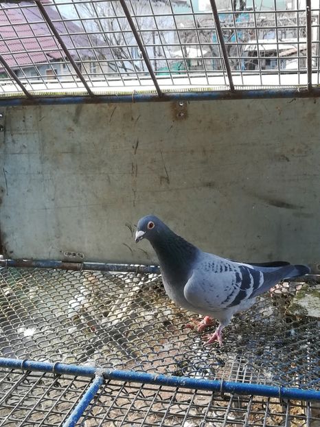 f 2013 buna reproducatoare 5 clasari fond - MATCA femele