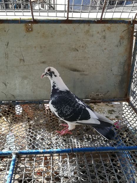 f 2014 arden+sion - MATCA femele