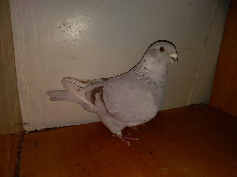 F.2015 150 lei - Porumbei  vinduti