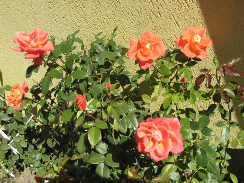 M-am saturat de iarna, care nu e iarna. - Trandafiri