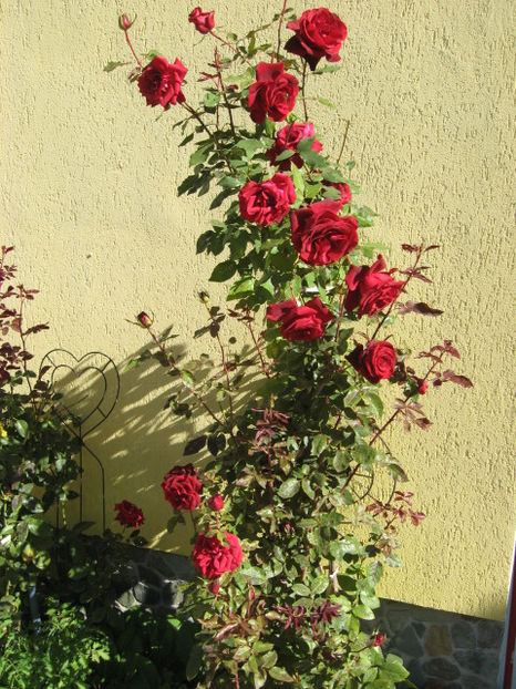 Sa ne veselim cu putina culoare - Trandafiri