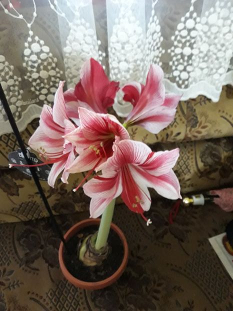 20180203_083355[1] - gervase