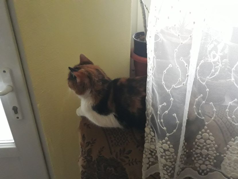 20180204_145247[1] - pisicute