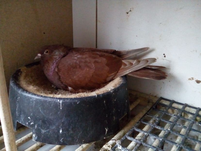 m.2017 - Rosii de Targoviste - am renuntat la ei