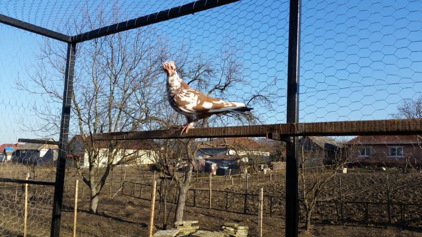 36. M - EXPOZITIA LOTULUI