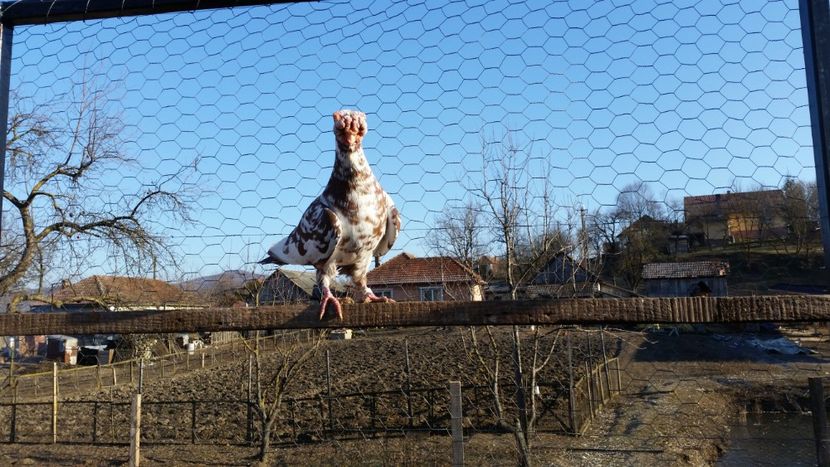 Va fi de vanzare! - EXPOZITIA LOTULUI