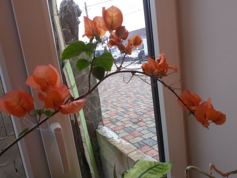 20180205_104459[1] - bouga