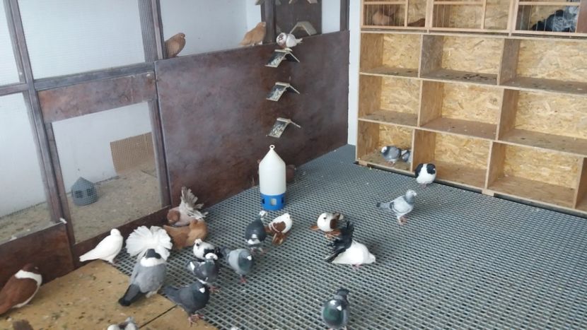  - Voliera poze interior