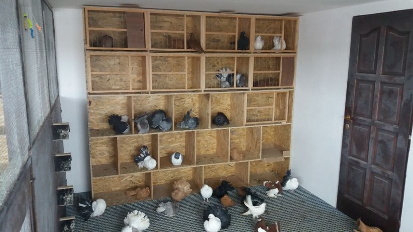  - Voliera poze interior