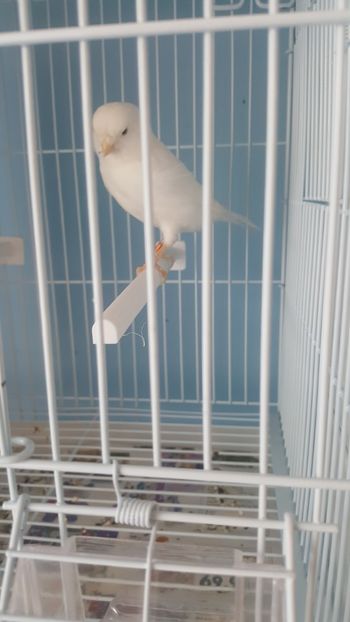  - Canari