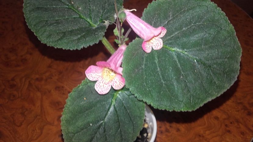 20180205_140113[1] - Smithianta Midvinterljius