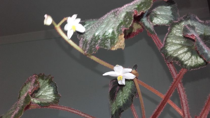 20180130_111624[1] - la begoniile rex