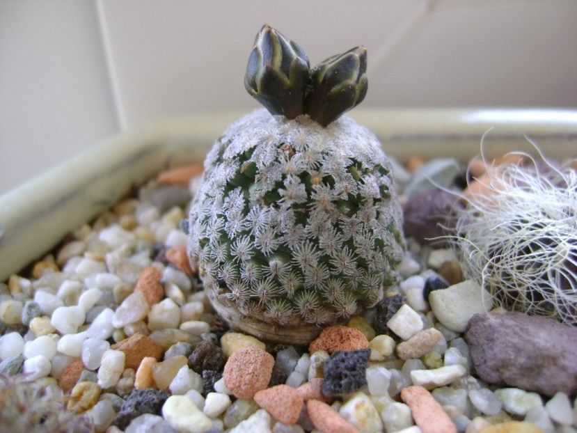 Turbinicarpus valdezianus, MM 96 Tecolotes, Zac. - Cactusi 2018
