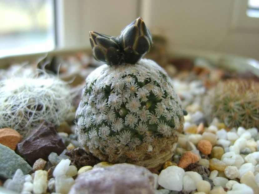Turbinicarpus valdezianus, MM 96 Tecolotes, Zac. - Cactusi 2018