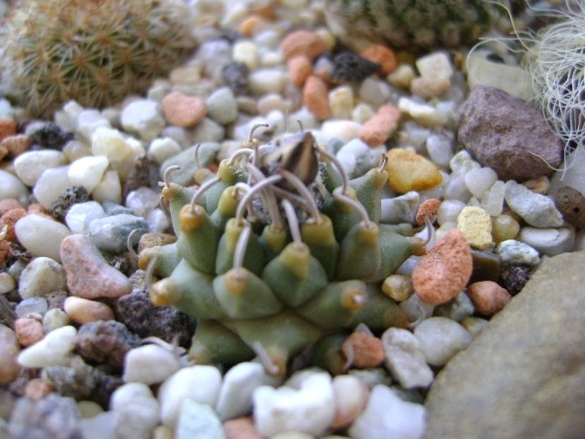 Turbinicarpus panarottoi - Cactusi 2018