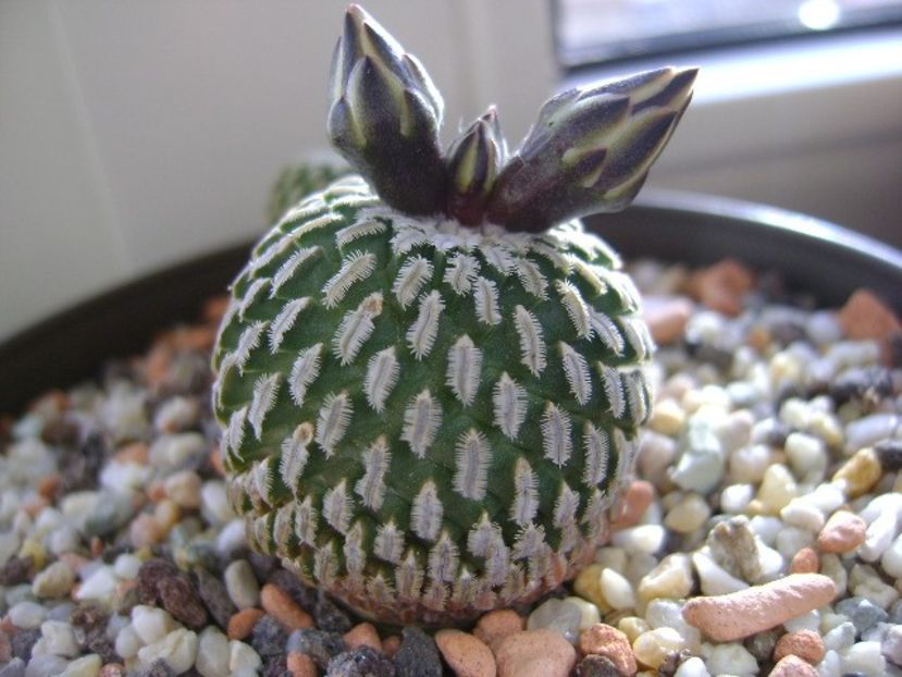 Turbinicarpus pseudopectinatus - Cactusi 2018