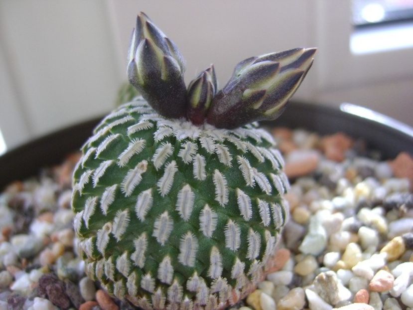 Turbinicarpus pseudopectinatus - Cactusi 2018