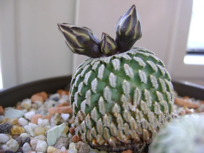 Turbinicarpus pseudopectinatus - Cactusi 2018