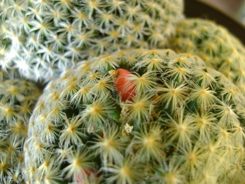 Mammillaria schiedeana - Cactusi 2018