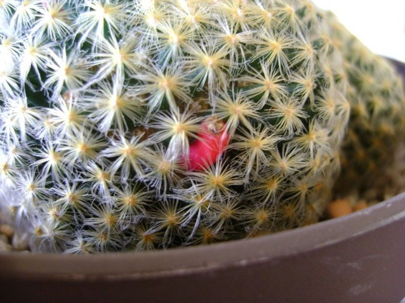 Mammillaria schiedeana - Cactusi 2018