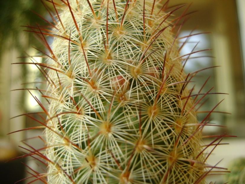 Mammillaria microhelia, boboci - Cactusi 2018