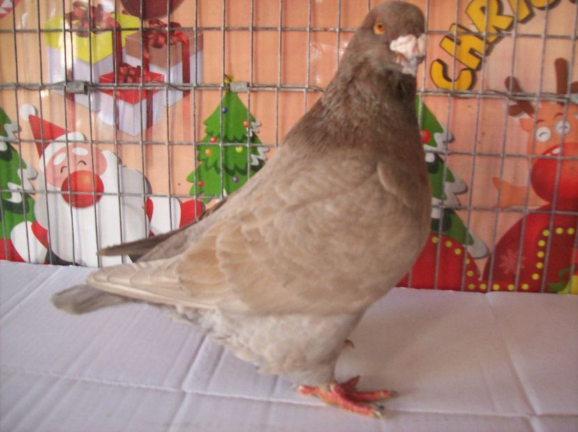  - De vanzare AGH 2018masculi