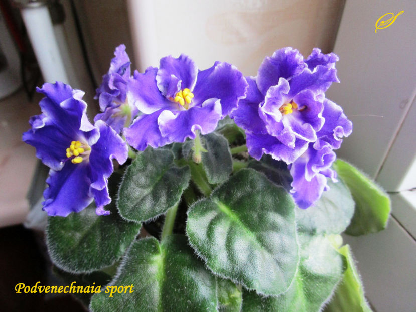 Podvenechnaia sport(5-02-2018) - Violete 2018