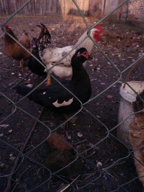 P_20180205_164446 - Rate lesesti