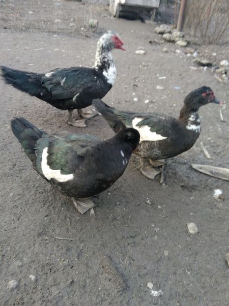 P_20180205_164416 - Rate lesesti