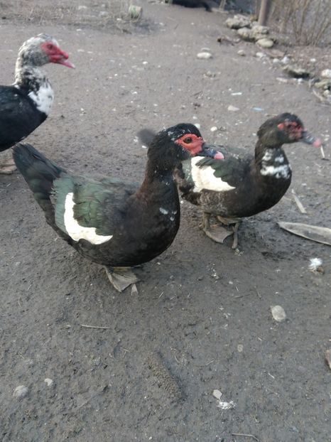 P_20180205_164414 - Rate lesesti