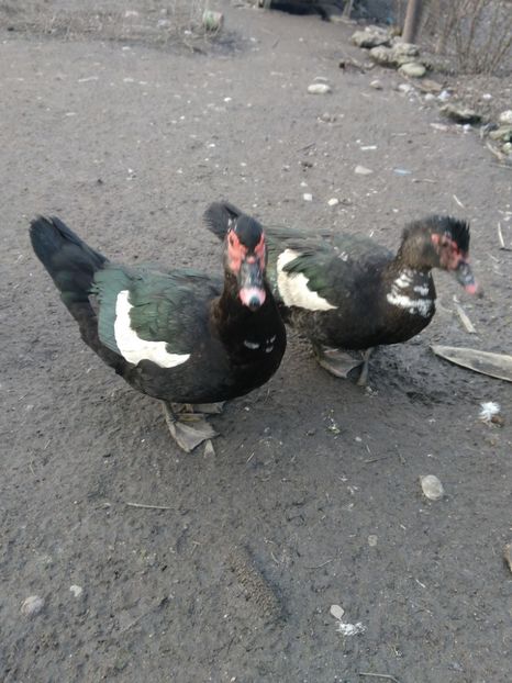 P_20180205_164413 - Rate lesesti