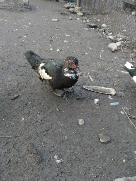 P_20180205_164410 - Rate lesesti