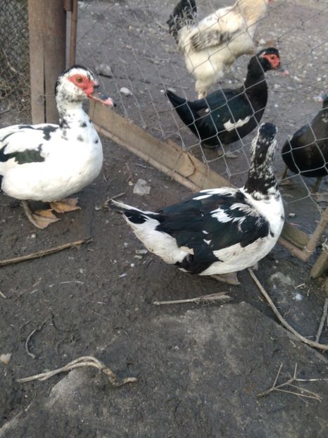 P_20180205_164407 - Rate lesesti