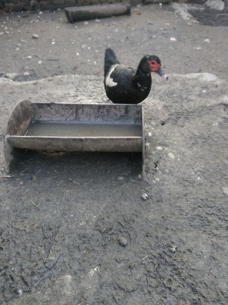 P_20180205_164402 - Rate lesesti