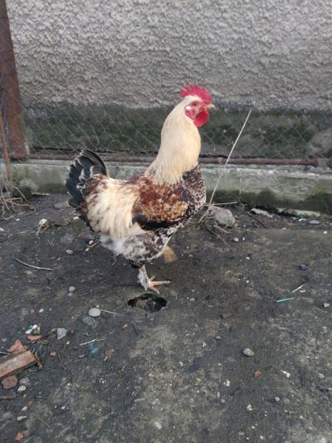 P_20180205_164430 - Gaini