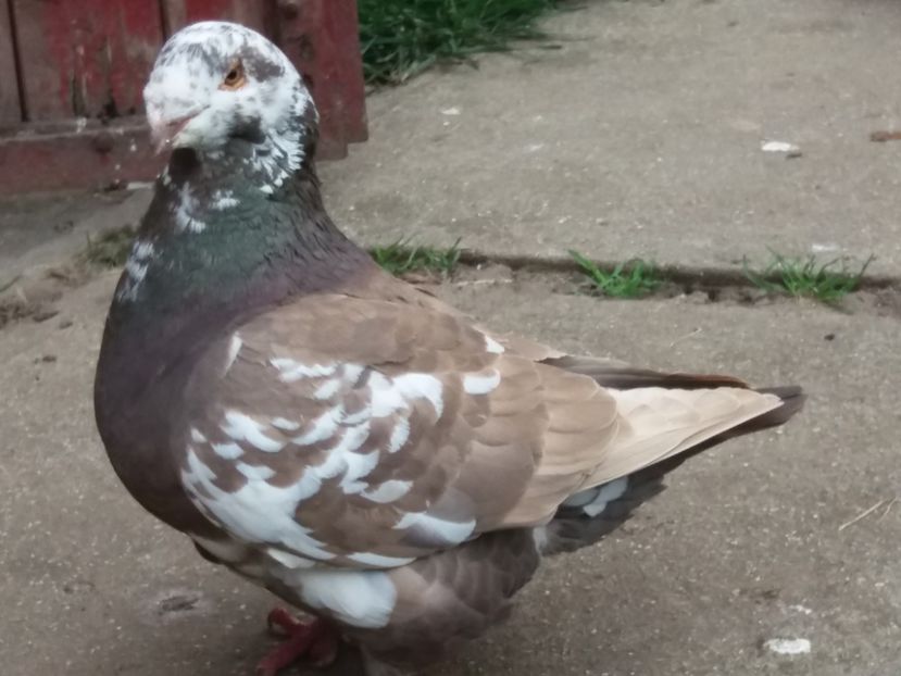 F-2016 - ARHIVA AGH II